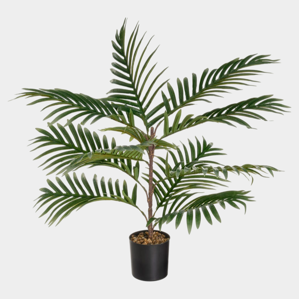 PALMERA FERRIERA 65CM