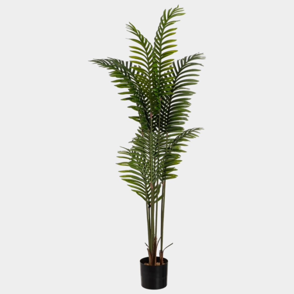 PALMERA FERREIRA 160CM