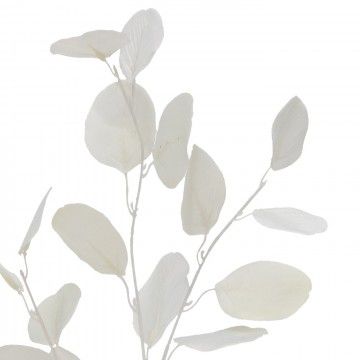 BRANCHE EUCALYPTUS ISIS BLANC