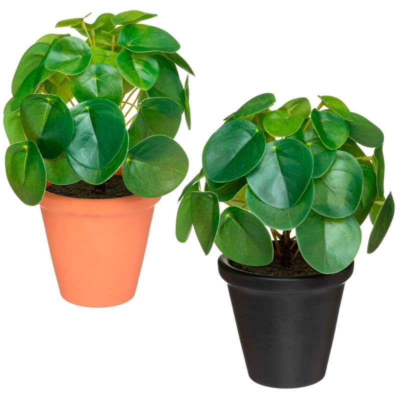 POT PILEA YAREL 2COL.