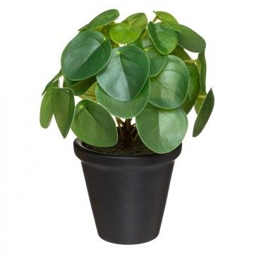 POT PILEA YAREL 2COL.