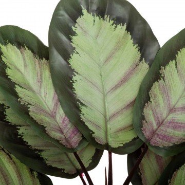 CALATHEA EMELDA 57,50CM