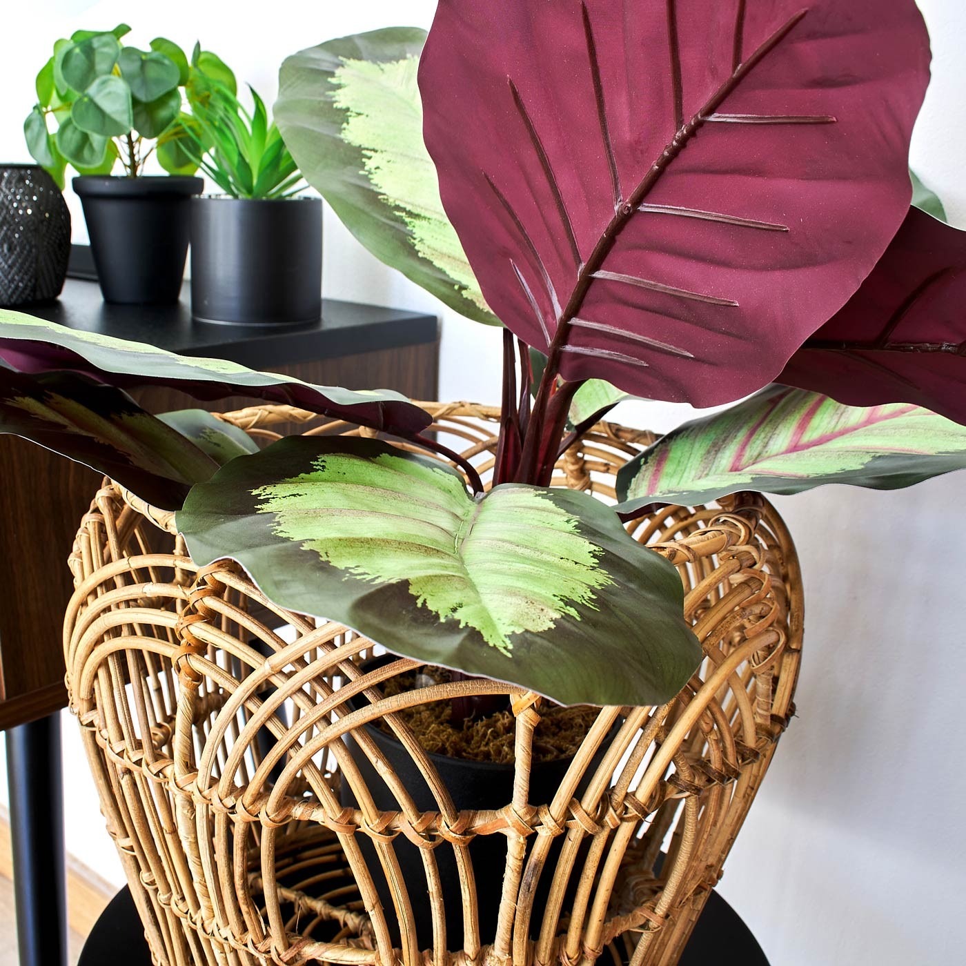 CALATHEA EMELDA 57,50CM