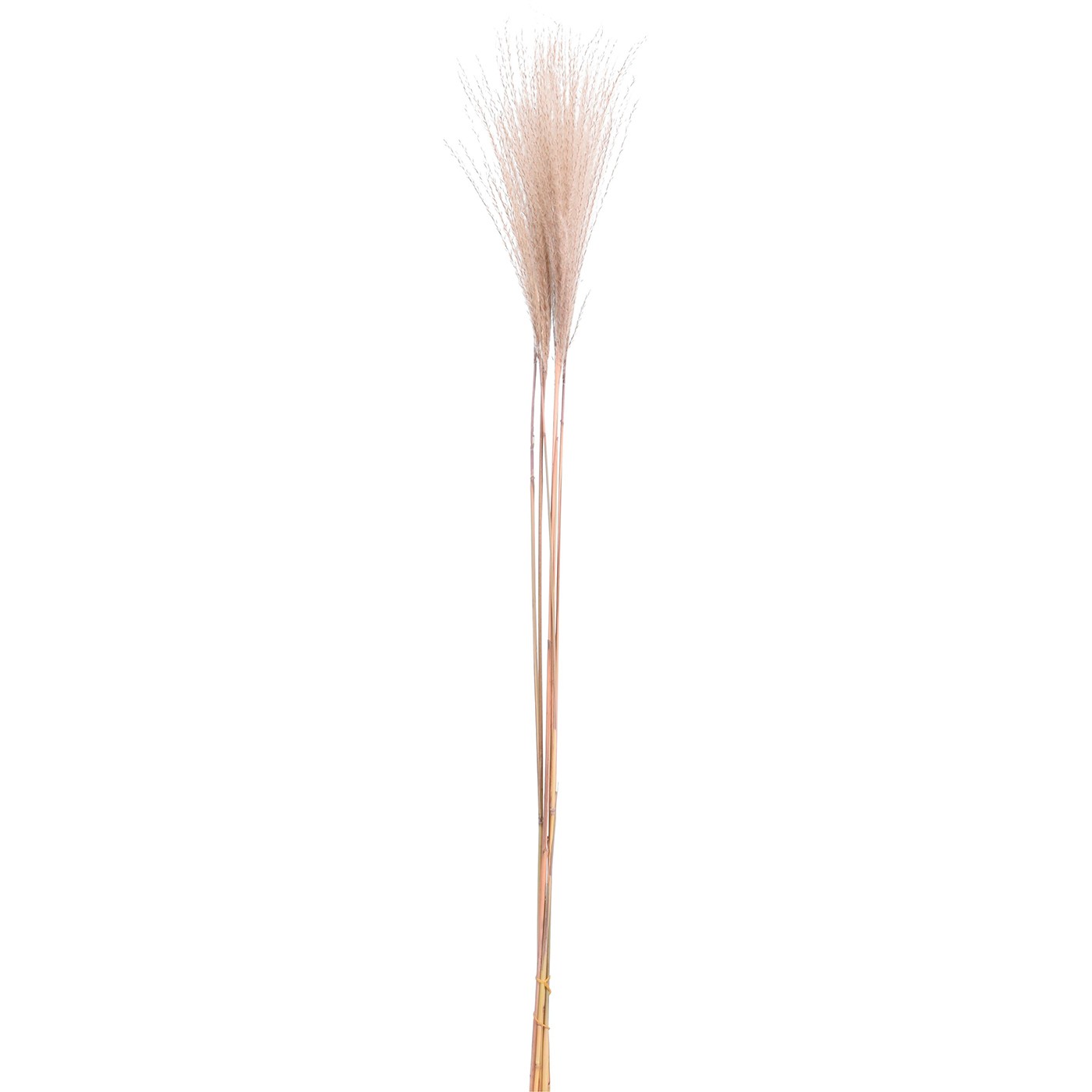 BRANCHE PAMPAS AGNETA 90CM