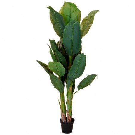 PLANTE BANANIER ELVIRA 165CM