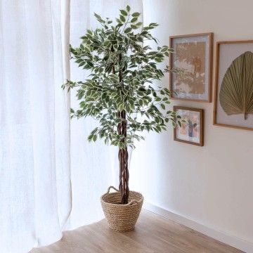 PLANTE FICUS BRUNELI 180CM