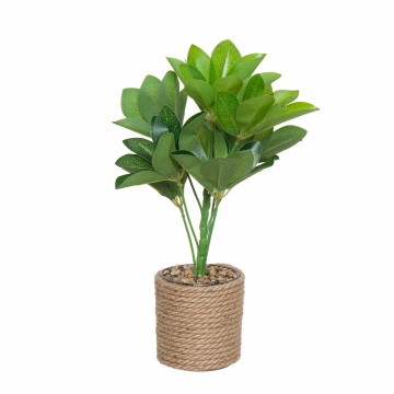 PLANTE CORELINE 33CM