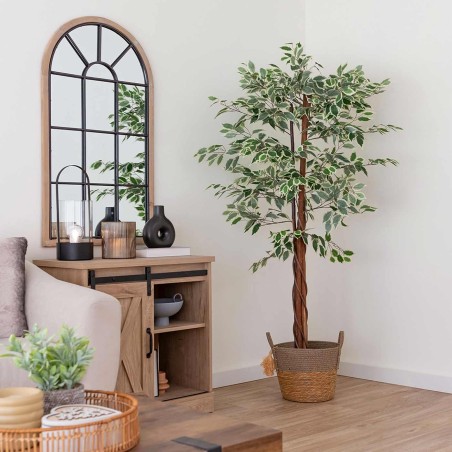 PLANTE FICUS BRUNELI 180CM