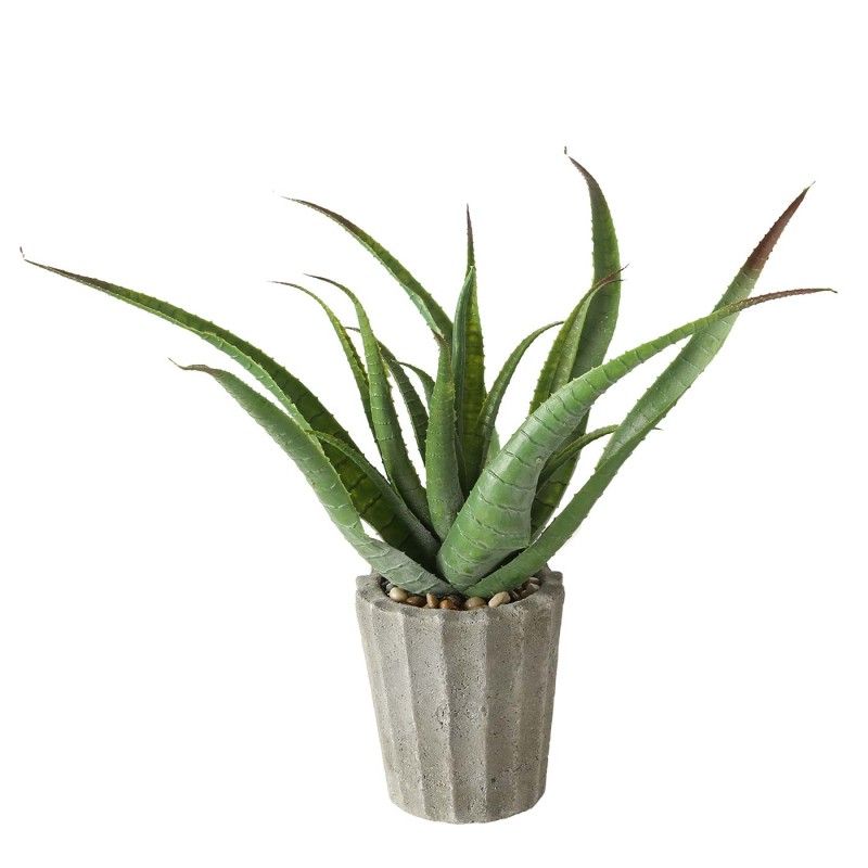 PLANTE MARINA 50CM