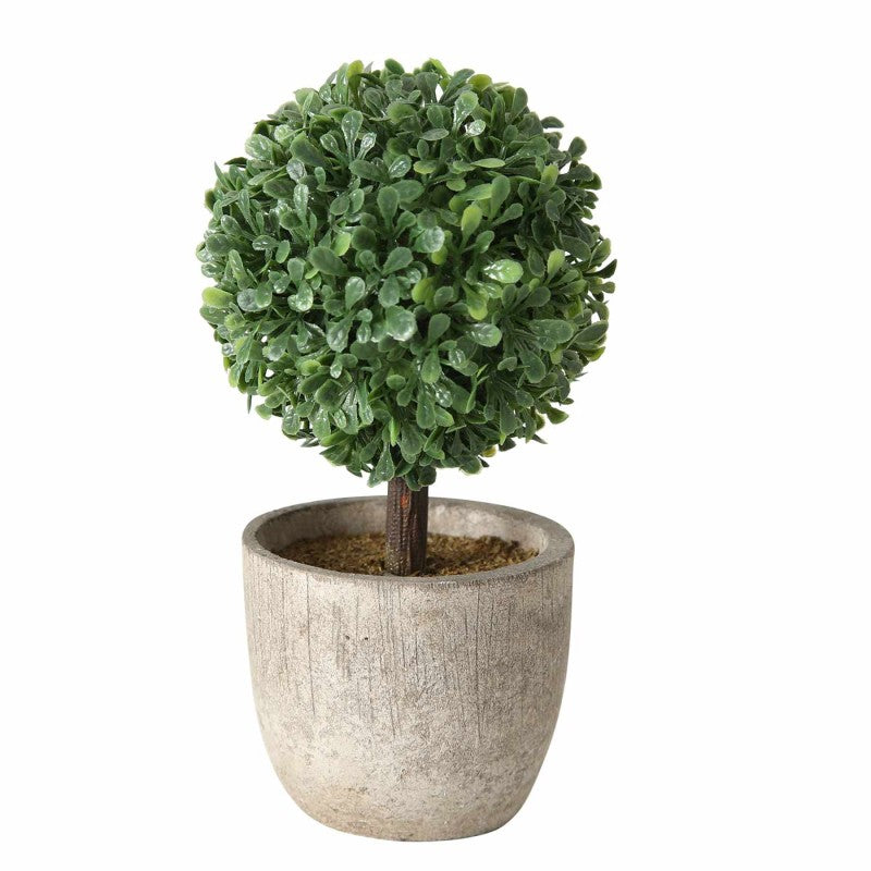 PLANTE PANDORA 14CM
